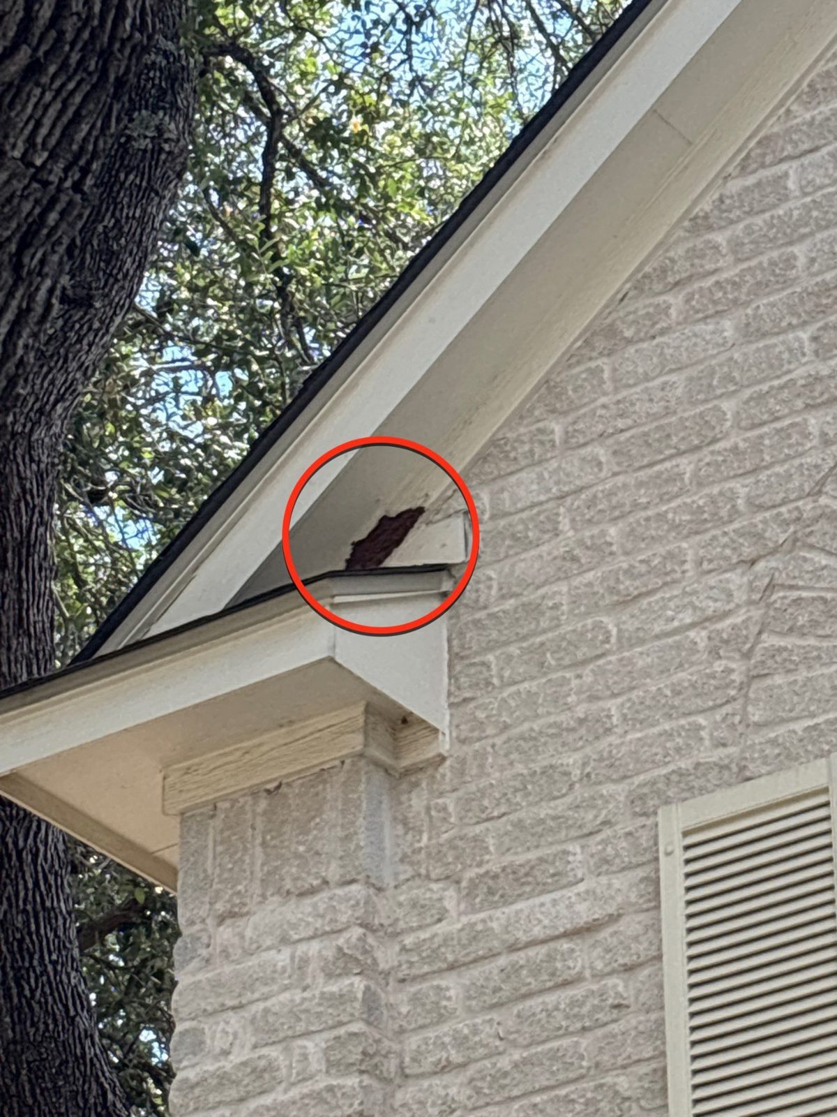 Gable roof edge with a chewed hole in the white fascia trim, circled in red, where a squirrel got into the wood.